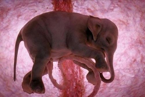 Ảnh siêu âm 4D sắc nét về động vật khi còn ở trong bụng mẹ