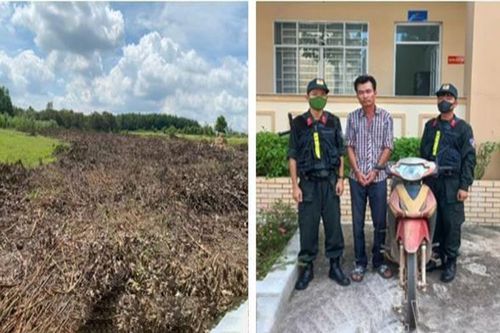 Bắt đối tượng táo tợn 'thu hoạch hộ' 7.000m2 cây tràm của hàng xóm