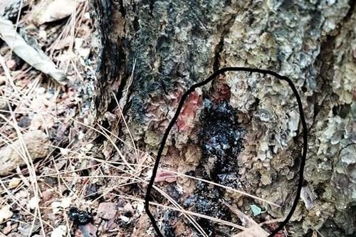 Quảng Nam: Rừng thông bị đầu độc bằng hóa chất