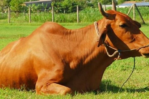Cụ ông 73 tuổi bị bò húc tử vong khi đang đi cày ruộng