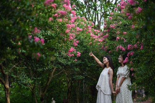 Con đường hoa tường vi đẹp như mơ ở Hà Nội vào mùa khoe sắc