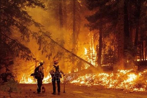Bang California tiến hành 25 vụ bắt giữ trong tháng 6/2022 vì tội phóng hỏa