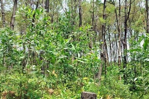 Điều tra nghi vấn 200 cây thông bị đầu độc