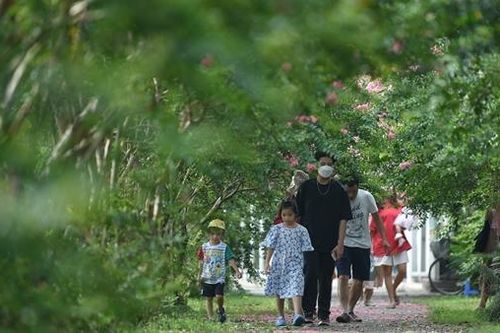 Rực rỡ con đường hoa tường vi ngoại thành Hà Nội