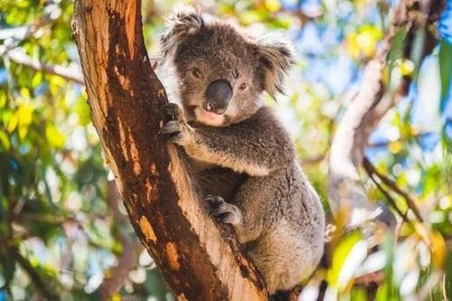 Hàng loạt gấu koala chết bí ẩn ở Australia