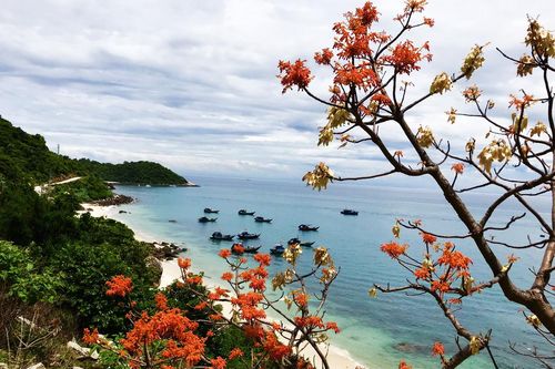 'Mùa hoa ngô đồng đỏ' đặc sắc trên xứ đảo