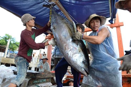 Giá hải sản tăng giúp ngư dân yên tâm bám biển