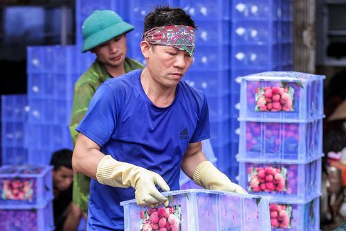 Phu vải 'bán sức lấy tiền', kiếm bạc triệu mỗi ngày tại thủ phủ vải thiều