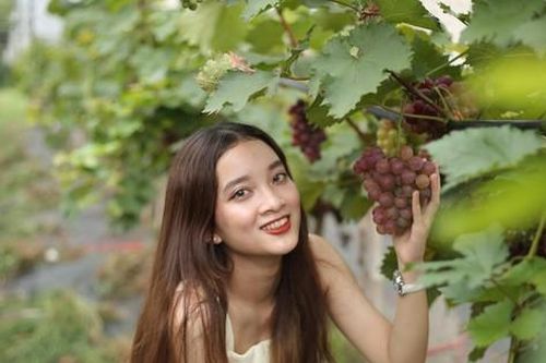 Đua nhau 'check-in' vườn nho trĩu quả giữa lòng Thủ đô