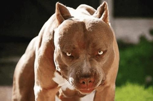 Lùa chó Pitbull, Becgie cắn người: Phòng vệ chính đáng hay cố ý gây thương tích?