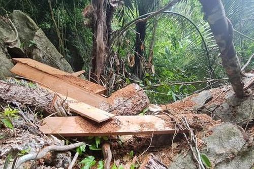 Tin mới vụ lâm tặc đại náo rừng phòng hộ ở Quảng Bình