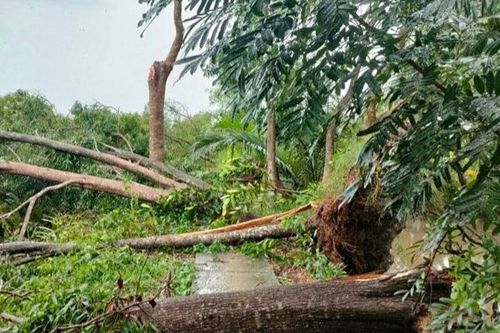 Sóc Trăng: Hỗ trợ người dân khắc phục hậu quả do mưa lớn kèm theo lốc xoáy
