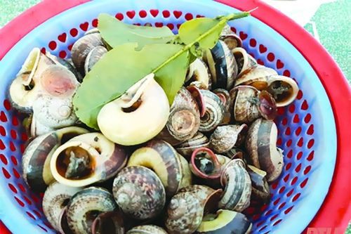 Ốc đá - ốc thuốc, món ngon của rừng
