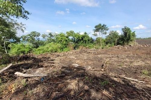 Điều tra vụ phá hơn 4,1ha rừng phòng hộ
