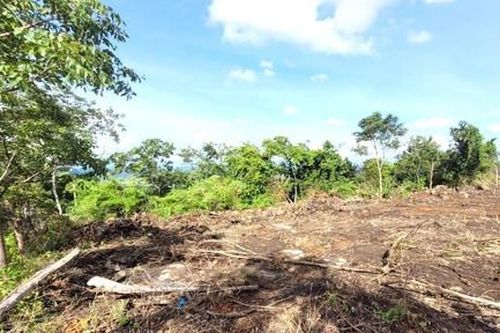 Điều tra vụ 'san phẳng' hơn 3,1 héc-ta rừng phòng hộ