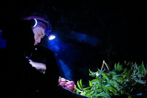 Nông dân soi đèn từ giữa đêm đi bẻ vải thiều Bắc Giang