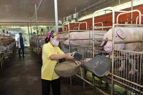Ứng dụng công nghệ cao trong chăn nuôi