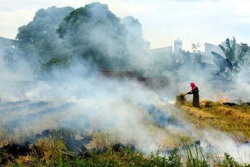 Lần đầu tiên, hành vi đốt rơm rạ có chế tài xử phạt