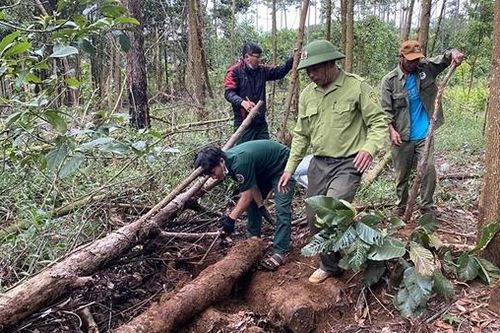 Phát hiện gần 10 điểm chôn giấu gỗ dưới lòng đất ở Lâm Đồng