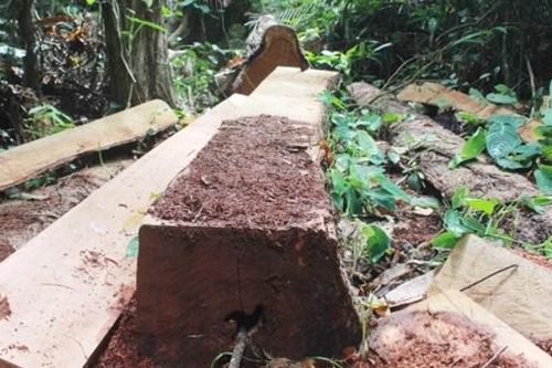 Để lâm tặc lộng hành, Trạm trưởng bảo vệ rừng bị đình chỉ công tác