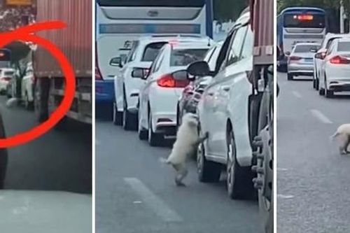 Cảnh sát truy tìm tài xế bỏ rơi thú cưng giữa đường gây tắc nghẽn giao thông