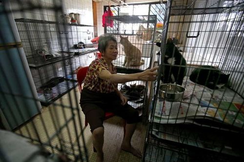 Đóng cửa suốt 10 năm vì hàng xóm nuôi 50 con mèo