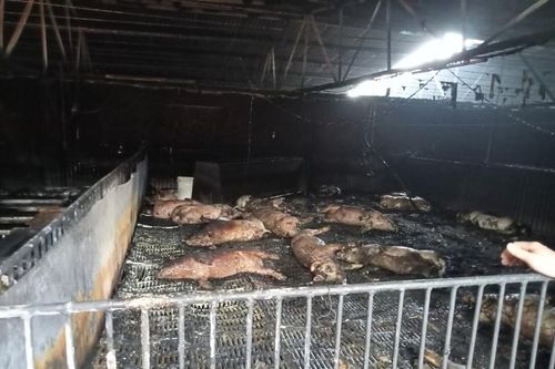 400 con lợn chết cháy khi 'bà hỏa' thăm trang trại ở Hải Dương