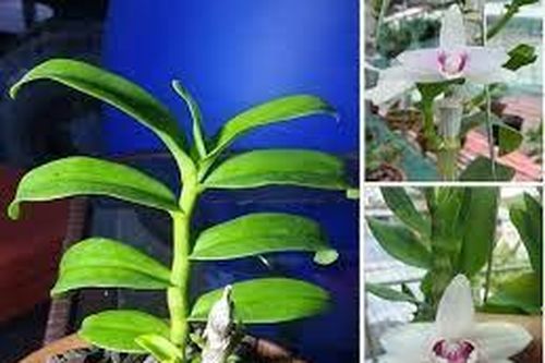 Hết thời 50 tỷ mua được 5 kie, lan đột biến giờ 500 nghìn 5 kie người mua vẫn chê đắt