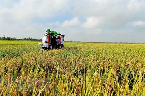 Khuyến cáo doanh nghiệp về dư lượng khi xuất khẩu sang EU