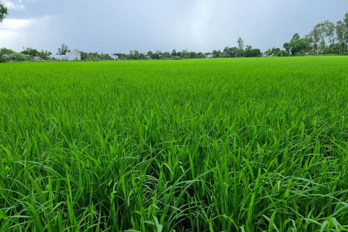 Lưu ý xuống giống vụ thu đông 2022