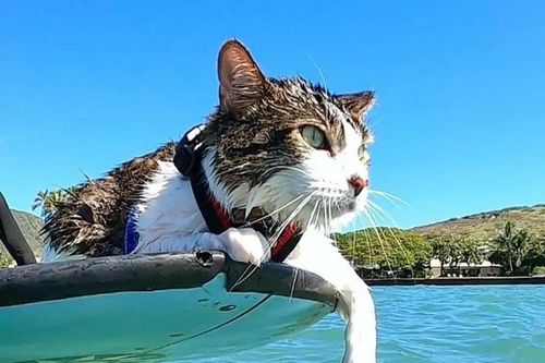 Chú mèo ở Hawaii nổi tiếng với tài lướt sóng trên biển