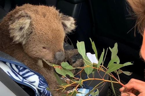 Người đi đường giải cứu koala ở Australia