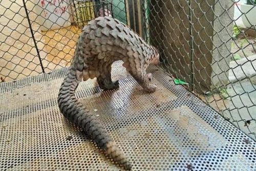 Phát hiện cá thể Tê tê Java quý hiếm nặng 3,8kg bên vệ đường