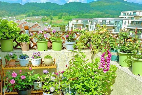 Kiên trì cải tạo 5 lần 7 lượt, khu vườn sân thượng 28m² khiến ai cũng phải ghen tị