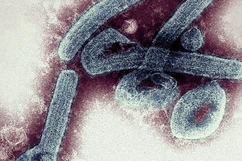 Ghana phát hiện ca mắc virus Marburg đầu tiên, chưa có thuốc chữa