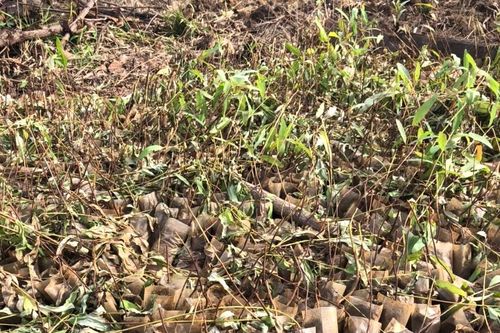 Công an điều tra vụ phá 4.000 cây giống trồng rừng ở xã biên giới
