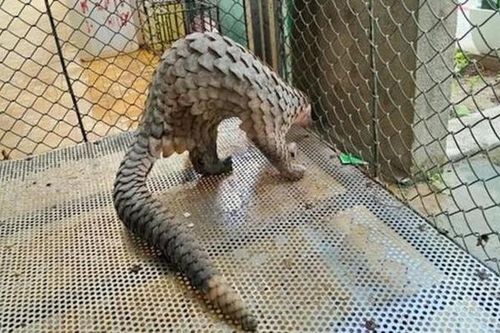 Cá thể Tê tê Java 3,8 kg đi lạc ở Huế: Loài hiếm!