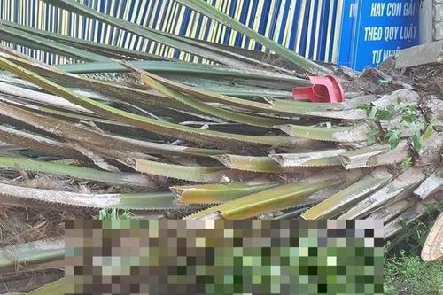 Ngồi hóng mát bị cây bật gốc đè tử vong