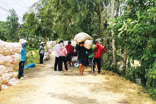 Đau đầu chuyện 'cò lúa', thương lái ép giá