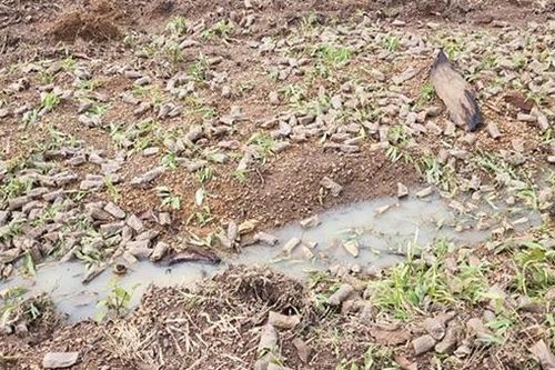 Điều tra vụ phá hoại 4.000 cây giống trồng rừng phòng hộ