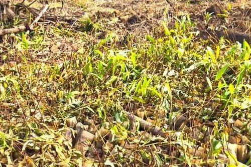 Gia Lai: 4.000 cây giống chuẩn bị trồng rừng bị phá sạch