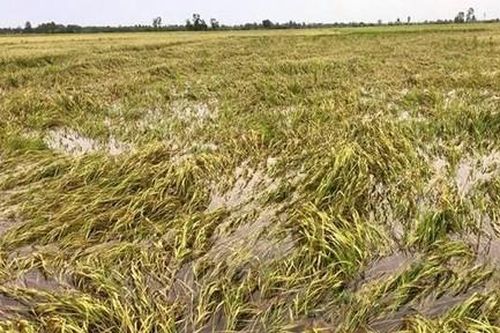 Cà Mau: Ảnh hưởng nặng nề đầu mùa mưa bão