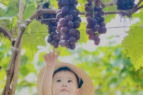 Vườn nho hơn 9.000 gốc sai trĩu quả ở Hà Nội, du khách thích thú hái ăn ngay tại vườn