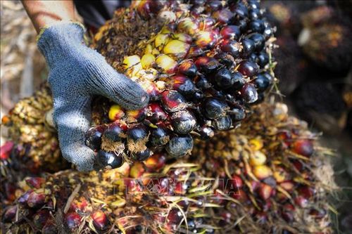 Indonesia ưu tiên phát triển công nghiệp hạ nguồn dầu cọ