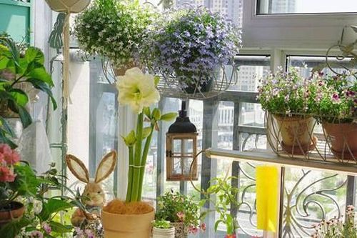 Khu vườn ban công chỉ vỏn vẹn vài mét vuông mà đếm hoa mỏi tay