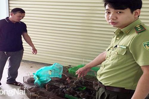 Phát hiện gần 120 cá thể động vật rừng trong quán nhậu