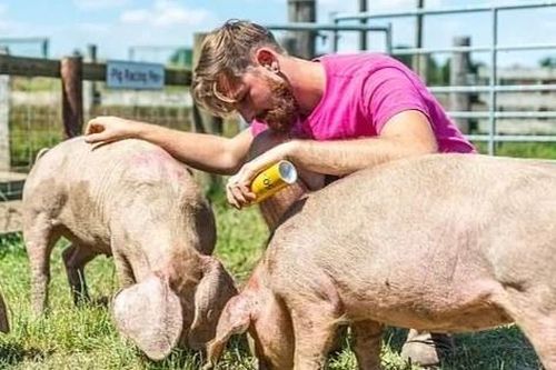 Châu Âu thành chảo lửa, đến lợn cũng phải bôi kem chống nắng