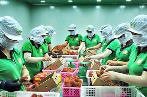 Tăng xuất khẩu chính ngạch, giảm rủi ro cho nông sản