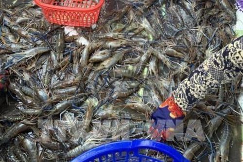 Giá tôm thương phẩm tại Tiền Giang ở mức cao