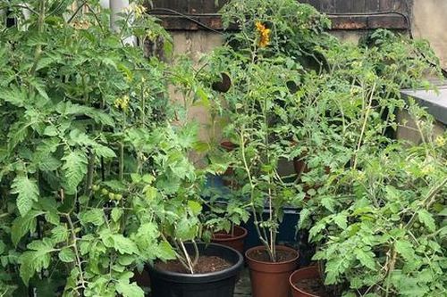 Ban công 6m2 xanh mướt rau củ nhờ bí quyết sử dụng phân bón hữu cơ và cà phê
